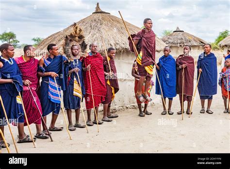 Masai dancing and jumping tradition Stock Photo - Alamy