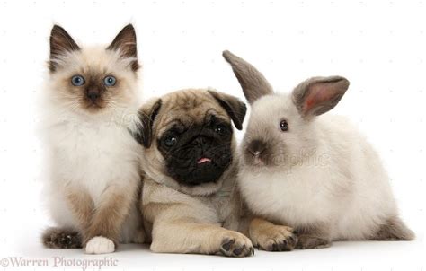 Nothing is cuter than these dogs playing with bunnies – Artofit