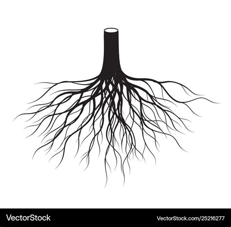 Black tree roots Royalty Free Vector Image - VectorStock