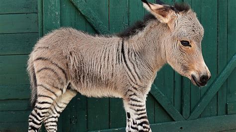 Rare baby zonkey born in Italy