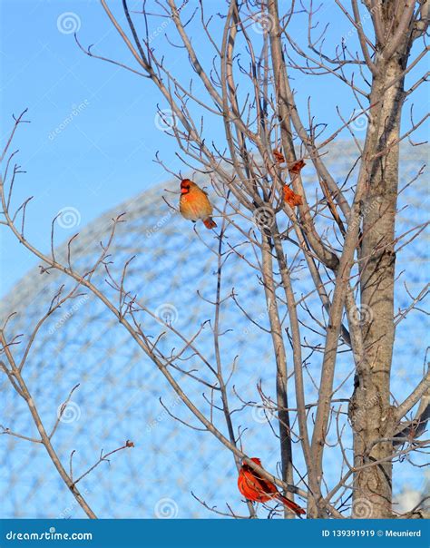 Cardinals, in the Family Cardinalidae Stock Image - Image of feathers ...