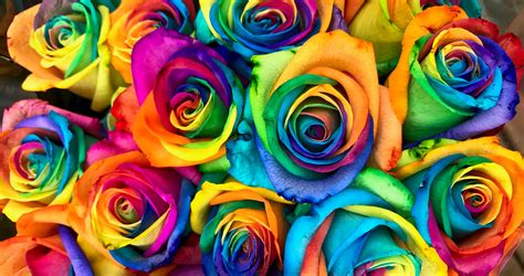 DIY Summer Rainbow Roses | TheThings