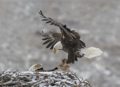 How to Watch Big Bear Bald Eagle Nest After Winter Storm Mega Snow Dump