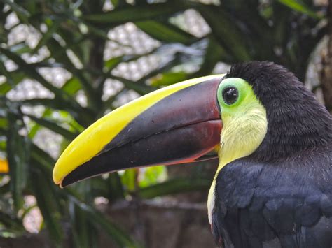 Tamarindo, Costa Rica Daily Photo: Toucan beak