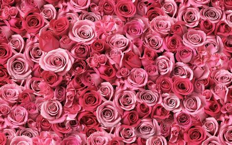 Pink Roses Wallpaper - Wallpaper, High Definition, High Quality, Widescreen