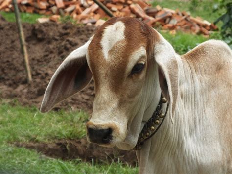 Brahman Cattle | SIMILAR BUT DIFFERENT IN THE ANIMAL KINGDOM