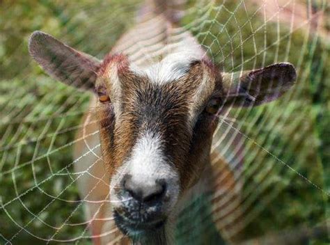 TIL about "spider goats", which are goats that have been given spider silk-spinning genes so ...