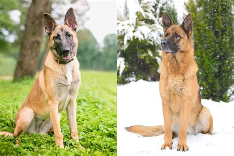 Malinois X (Belgian Malinois & German Shepherd Mix) Info, Pictures, FAQs & More