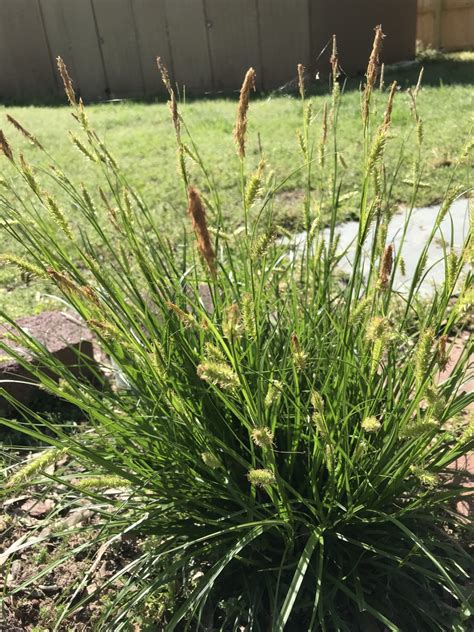 Carex cherokeensis (Cherokee Sedge, Sedges) | North Carolina Extension Gardener Plant Toolbox