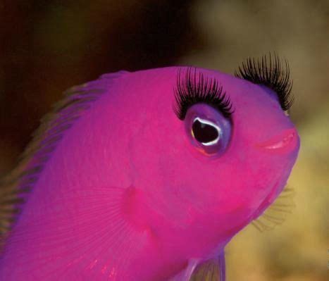 20 best PINK FISH images on Pinterest | Cichlids, Pink and Backgrounds