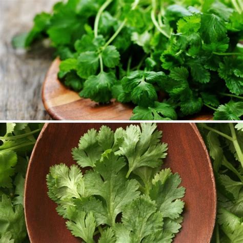 Coriander vs. Cilantro which is better? - Eco Eats