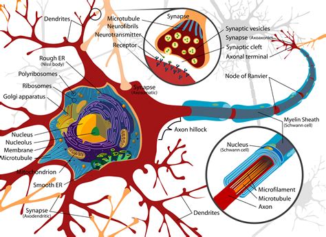 Nerve Cell Diagram Labeled - ClipArt Best