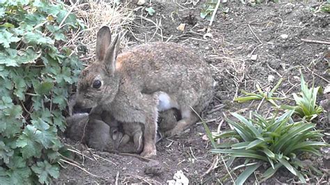 How Do Wild Rabbits Care For Their Young at Kelly Bowley blog