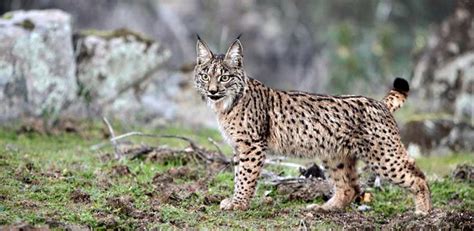 The world’s five most endangered wild cats - Nexus Newsfeed