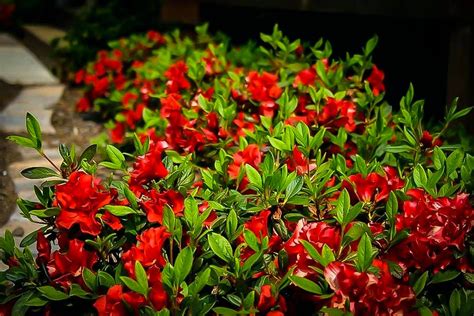 Autumn Bonfire Encore Azaleas For Sale | The Tree Center