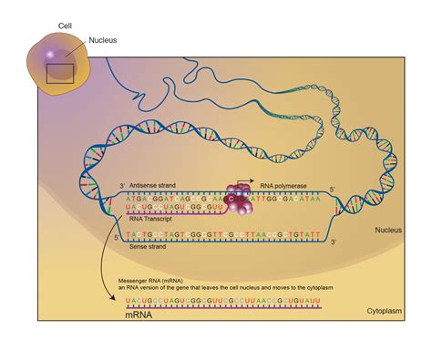 Messenger RNA (mRNA)