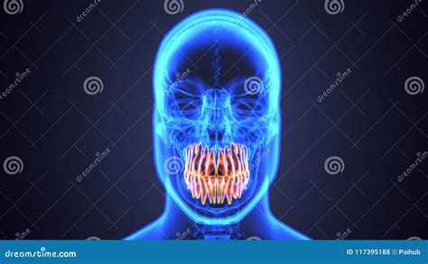 Skeleton And Teeth Anatomy. Medical Accurate 3D Illustration Stock Photography | CartoonDealer ...