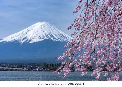 Mount Fuji Cherry Blossoms Stock Photo 729499201 | Shutterstock