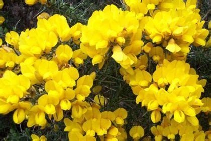 Wildflower Gorse Irish Wild Flora Wildflowers of Ireland