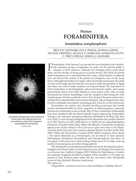 (PDF) Phylum Foraminifera. Foraminifera and Xenophyophores