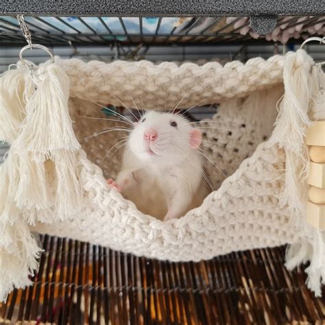 Rat Hammock - Etsy