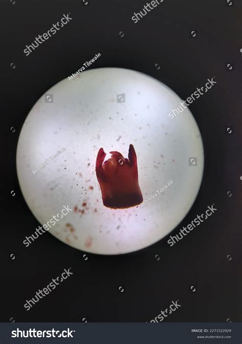 23+ Apical Meristem Diagram - DorinoAlaiham