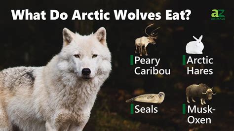 Arctic Wolf - A-Z Animals