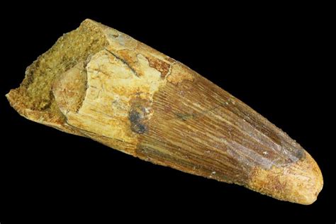 1.78" Spinosaurus Tooth - Real Dinosaur Tooth (#94225) For Sale - FossilEra.com