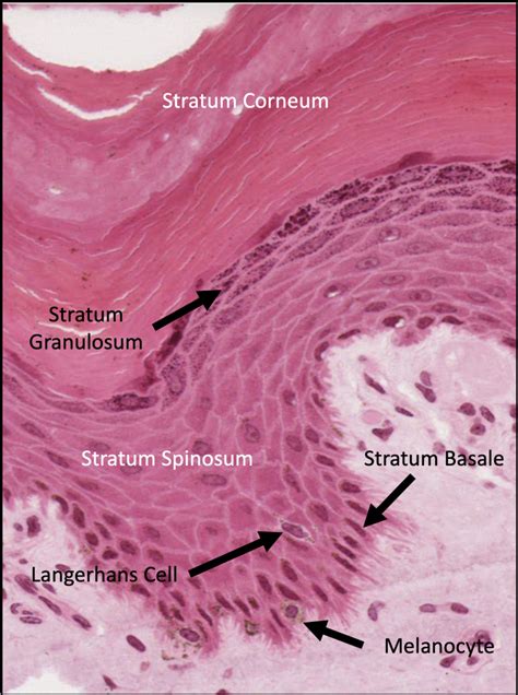 Epidermis Layers Histology