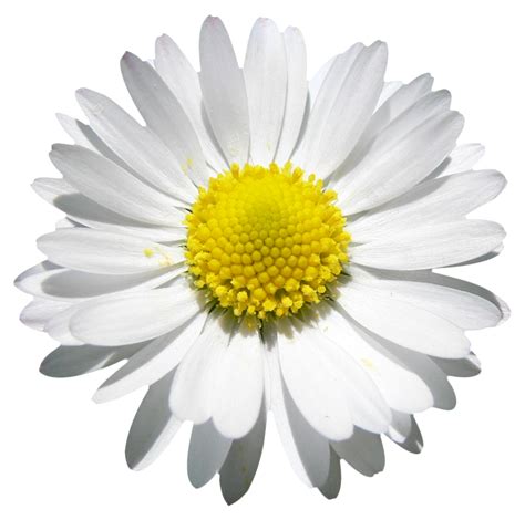 Common daisy Clip art - camomile png download - 1023*1015 - Free Transparent Common Daisy png ...