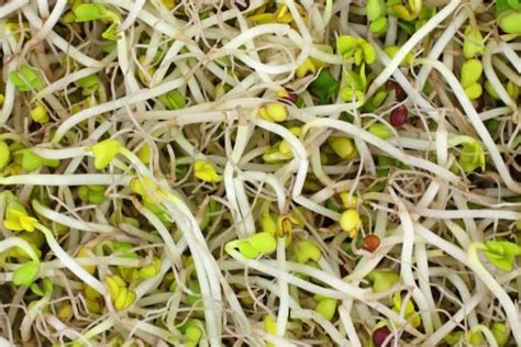 Broccoli Sprouts: Benefits, How To Grow Them & Uses In The Kitchen