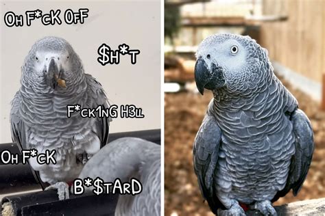 Rude Parrots That Can’t Stop Swearing Are In The Process Of Being Rehabilitated With New Flock ...