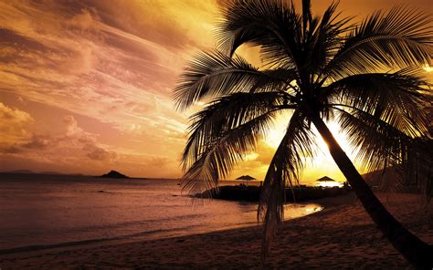 landscape, Sunset, Beach, Palm Trees, Nature Wallpapers HD / Desktop and Mobile Backgrounds