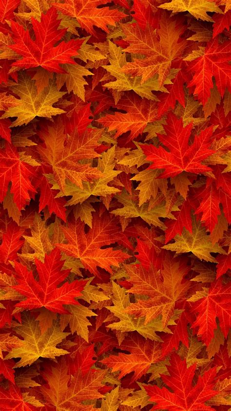 Autumn, maple, leaves, 1080x1920 wallpaper Flower Phone Wallpaper, Leaf Wallpaper, Fall ...