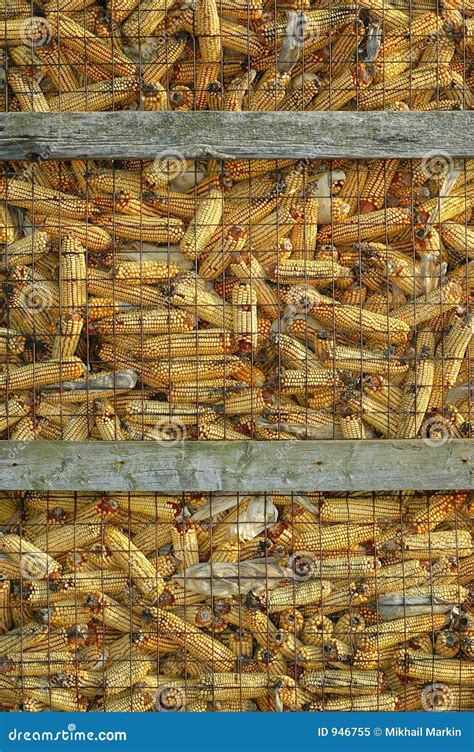 Dry Corn Storage stock image. Image of container, ambar - 946755