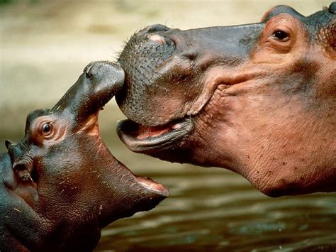 Hippopotamus Pictures – Animal Spot