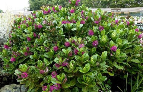 Large Evergreen Flowering Shrubs Uk - Thuem Garden Plant