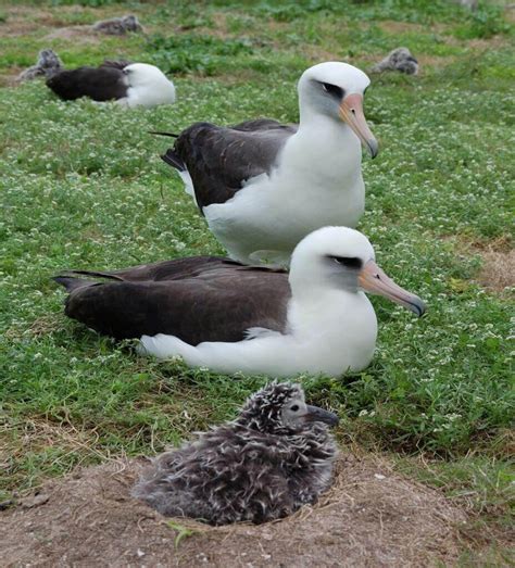 Laysan Albatross: Guardians of the Pacific Skies - Ocean Info