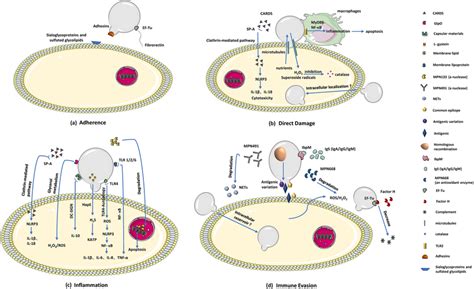 Pathogenic mechanisms of M. pneumoniae intrapulmonary infection. aM ...