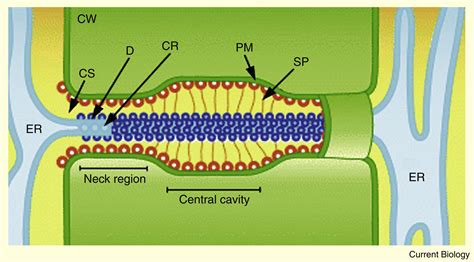 Plasmodesmata: Current Biology