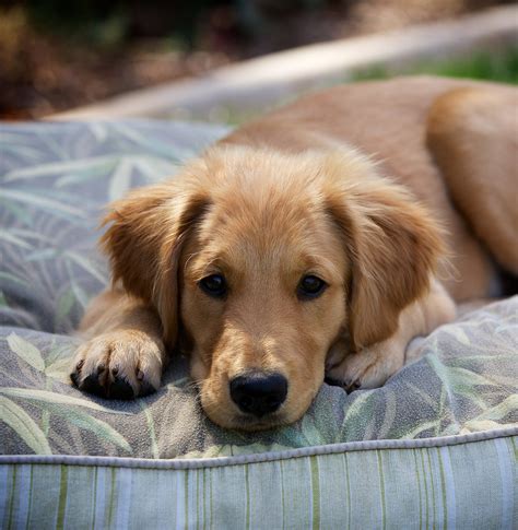 Pictures Of Golden Retrievers - Golden Retriever Photo Gallery