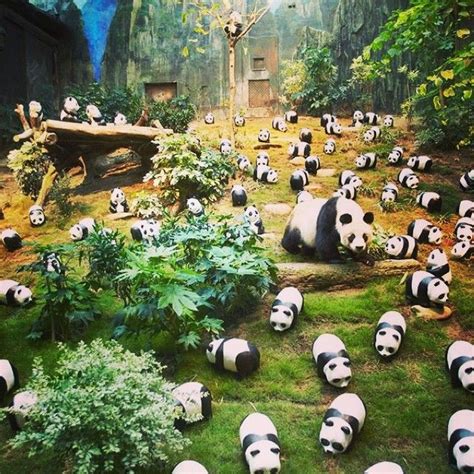 When Pandas meet Pandas at 香港海洋公園 Ocean Park Hong Kong #allabouthongkong | Ocean park hong kong ...