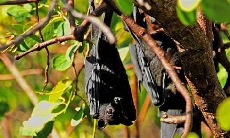 Black flying-fox - All About Bats