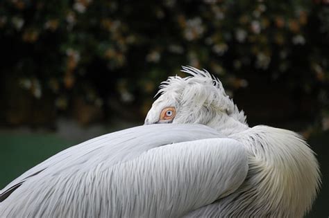 Dalmatian Pelican / Pélican frisé | Pelecanus crispus Dalmat… | Flickr