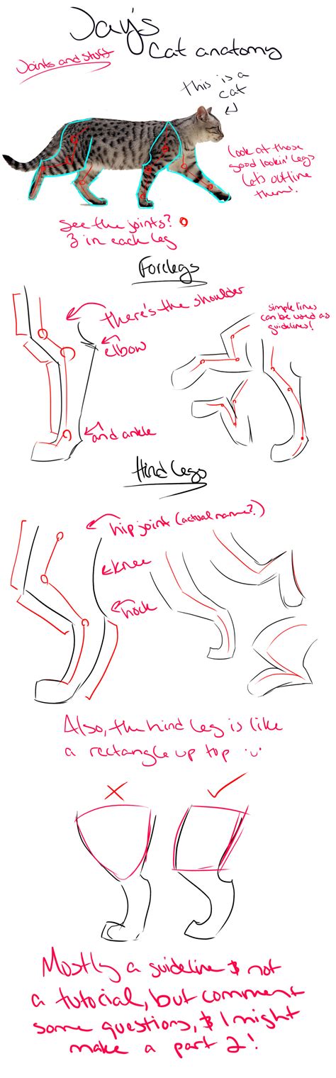 Cat anatomy tutorial/guidelines and tips [Legs] by vijaylante on DeviantArt