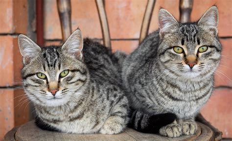 30 Ginger Tabby Cat Facts Too Adorable To Miss - Facts.net