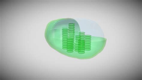 chloroplast - Download Free 3D model by SkieTheACE [42eec3c] - Sketchfab