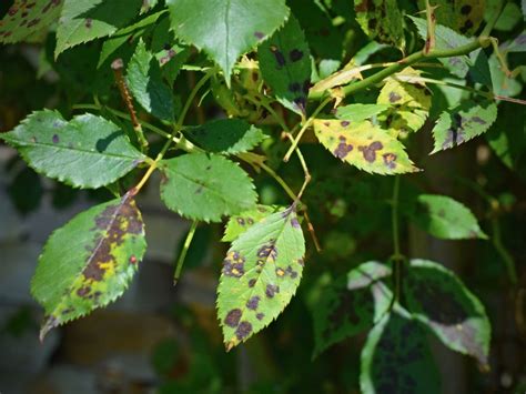 Plant Leaf Spots: How To Treat Leaf Spot Fungus