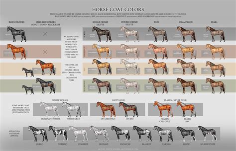 Horse Coat Colors - updated by AonikaArt on DeviantArt