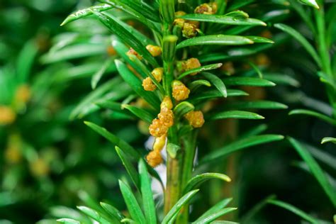 Taxus baccata 'Fastigiata' | Irish Yew - Van den Berk Nurseries